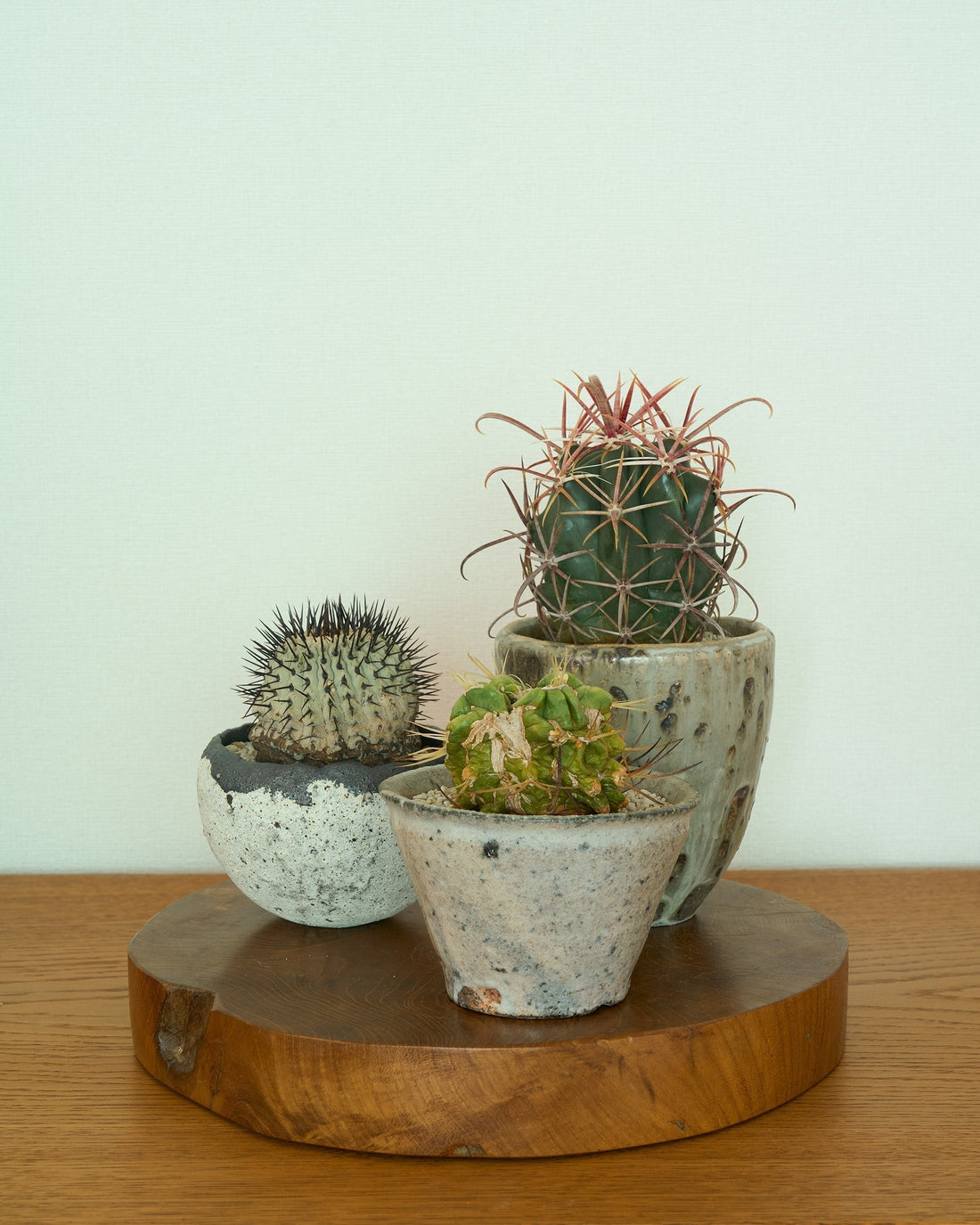 A Special Collection of Contemporary Planters for the Opening