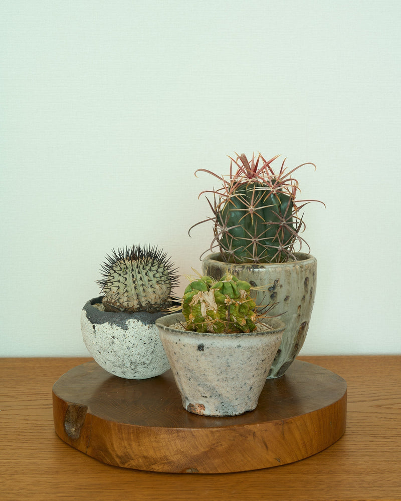 A Special Collection of Contemporary Planters for the Opening