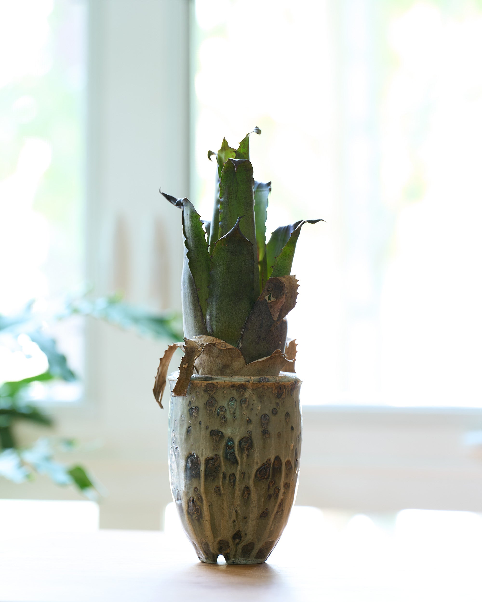 小野象平 / 白銀植木鉢 Large E