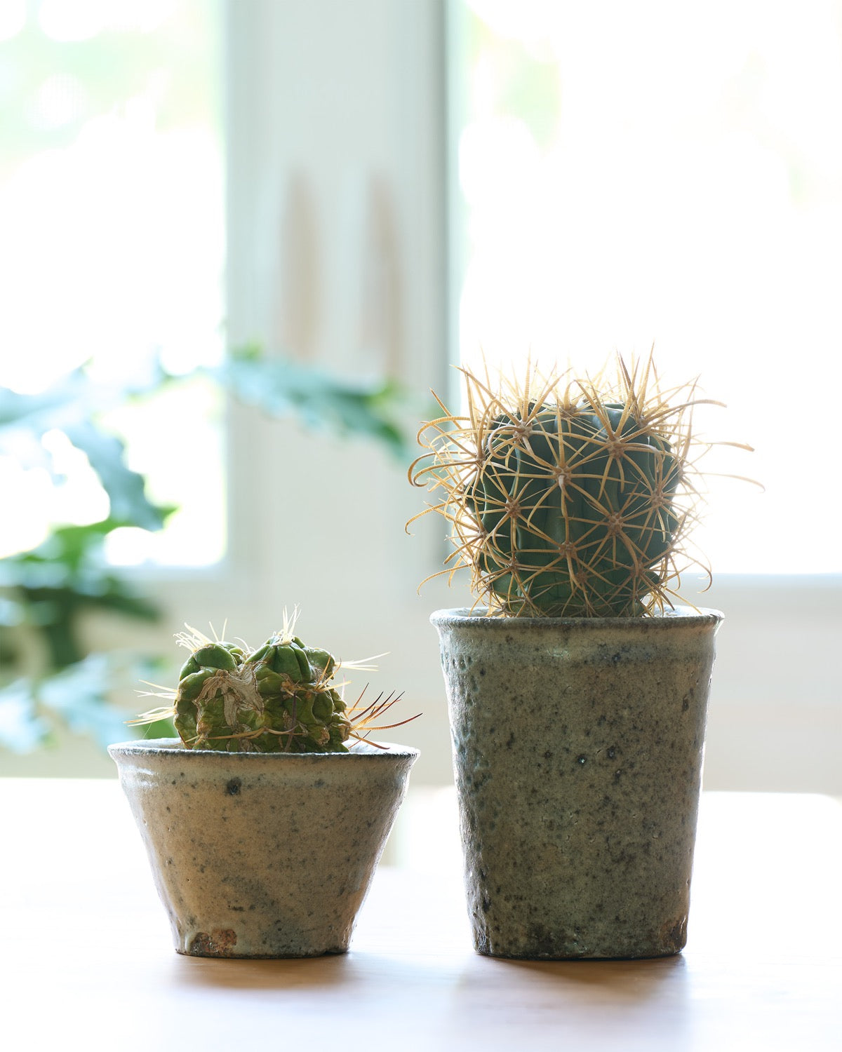 八田亨 / 白掛植木鉢 Small N