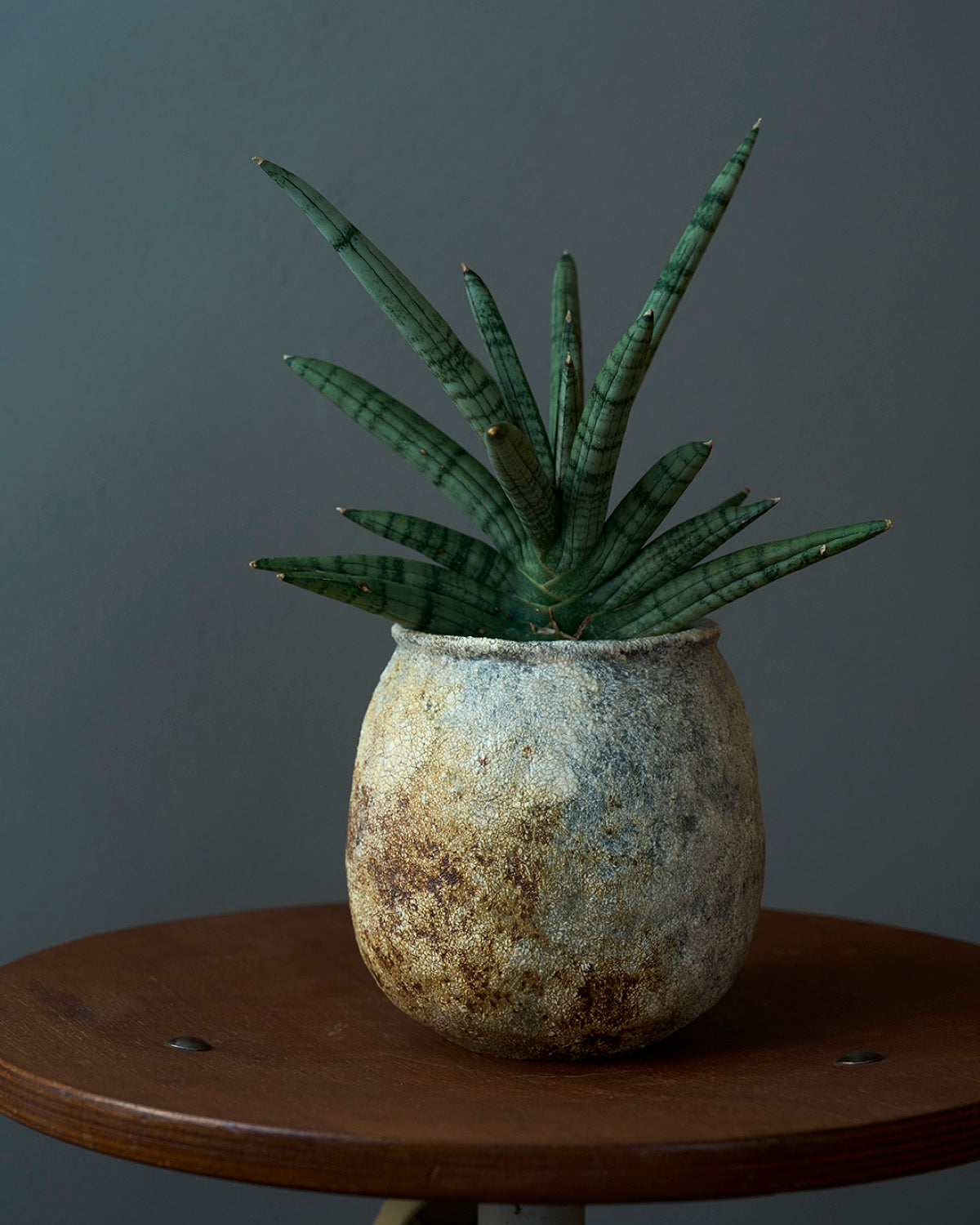 境知子 / 刷毛目植木鉢 A