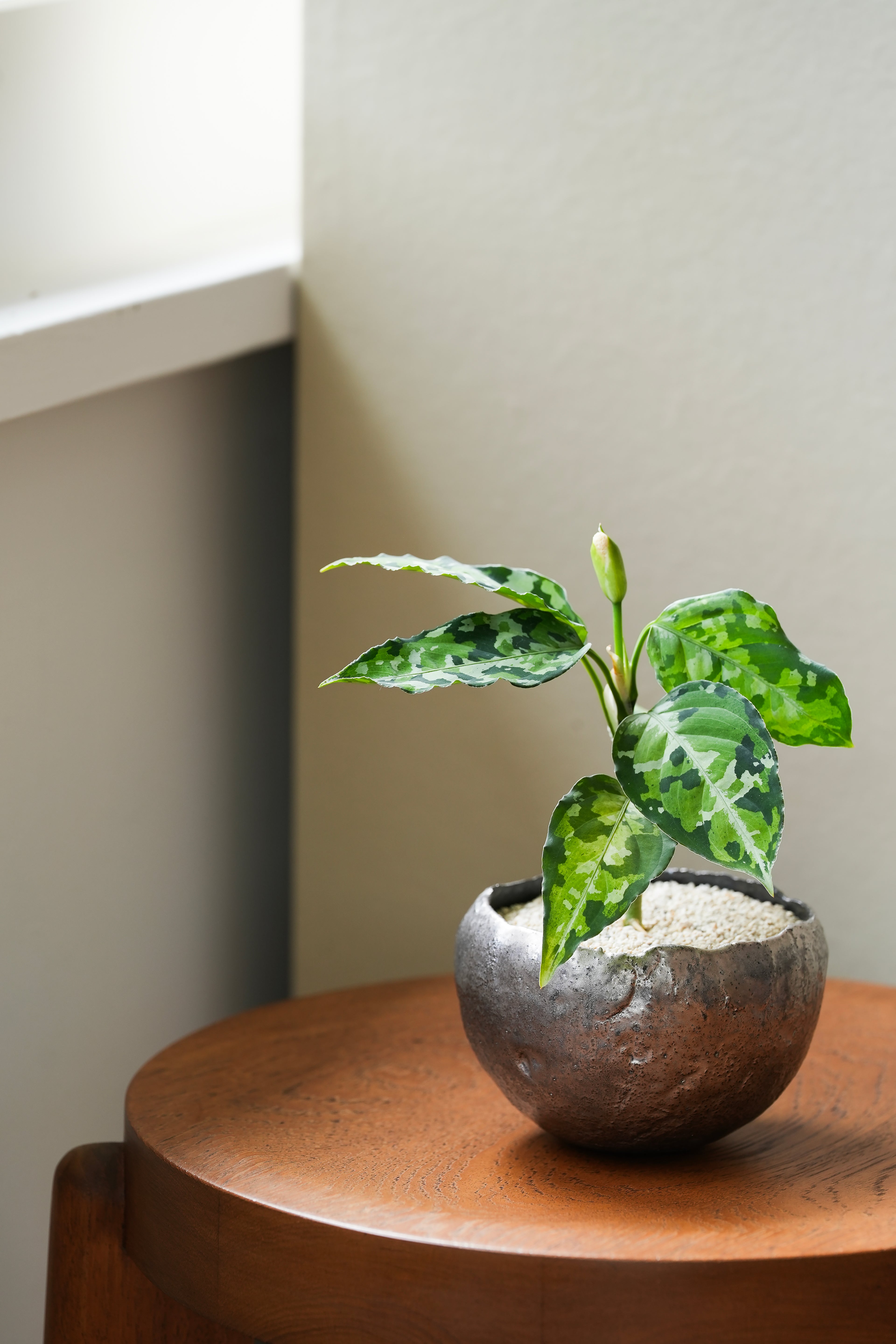 村上躍 / 内黒釉金彩植木鉢 A