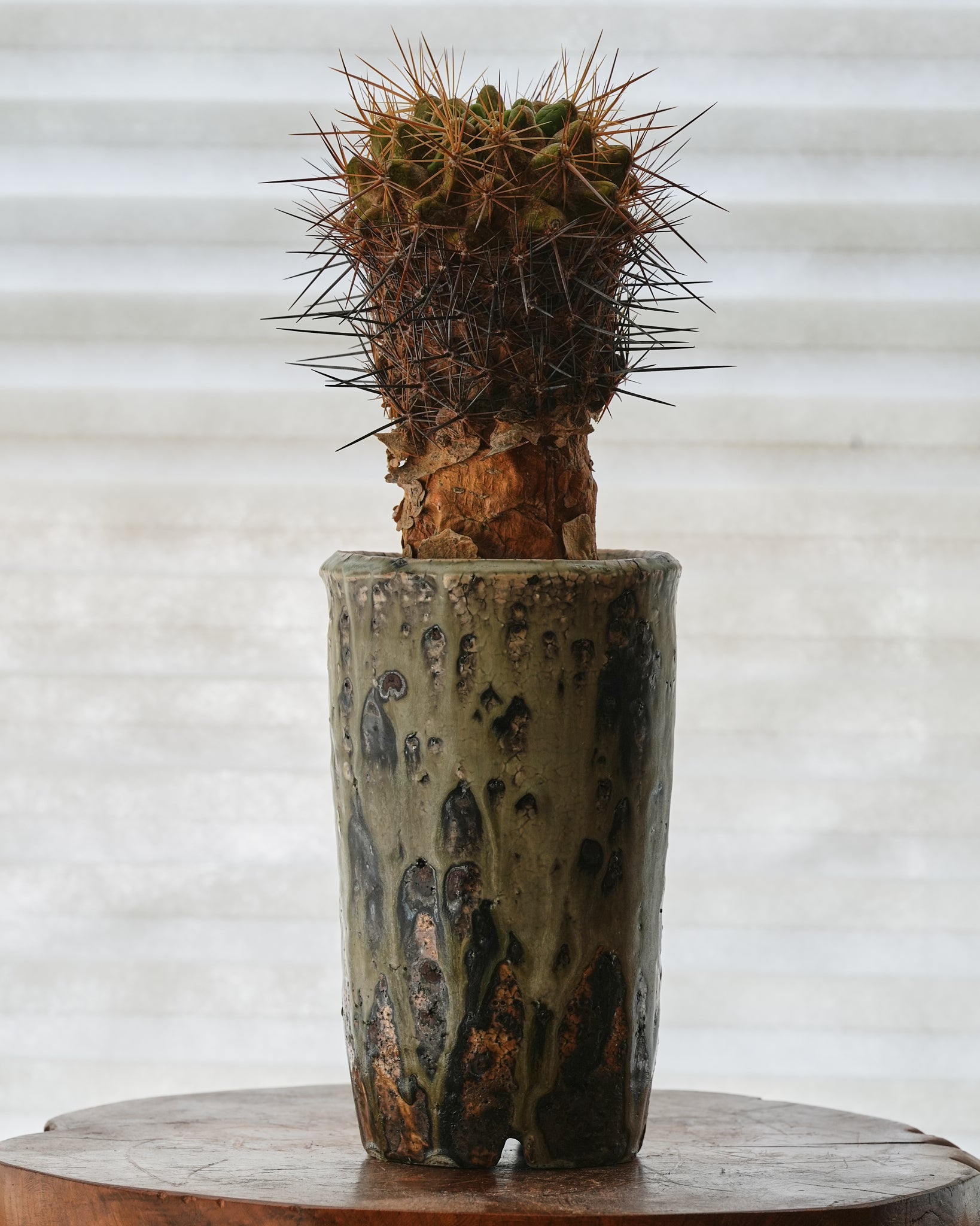 “Shirogane” Shohei Ono / Plant Pot Large C